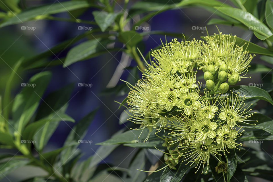 Green Flower On the background of leaves in the garden