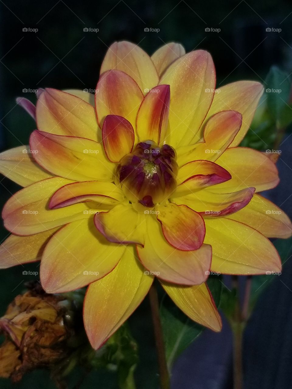 red and yellow dahlia flower