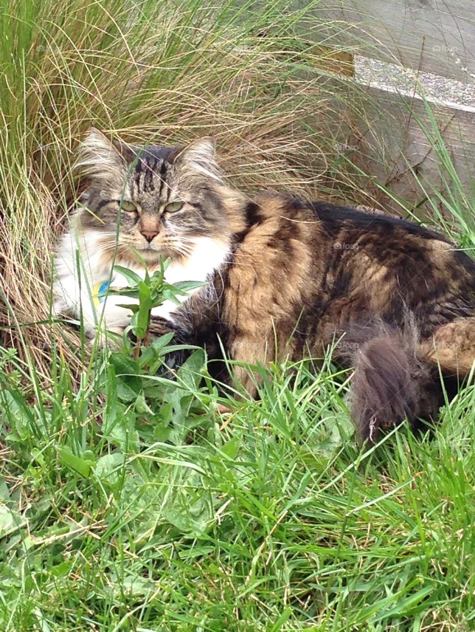 Wild cat in grass