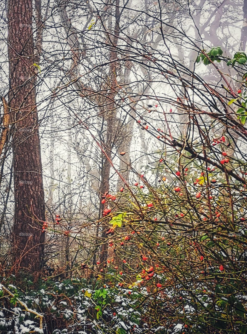 Scottish foggy forest