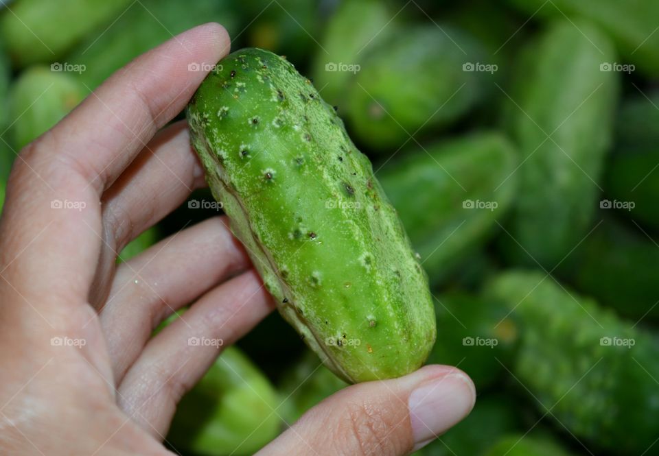 cucumber in hand homemade harvest