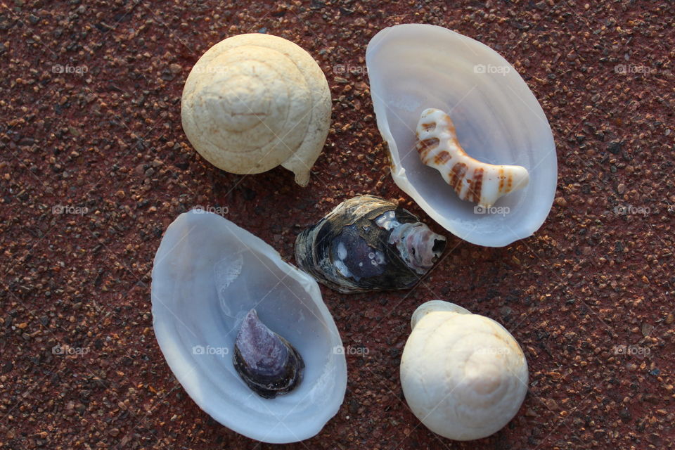 High angle view of sea shells