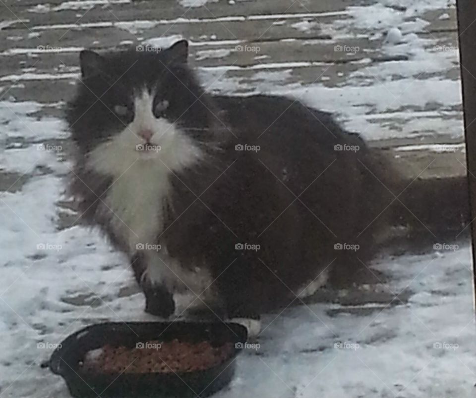 cat. hungry kitty outside we fed it