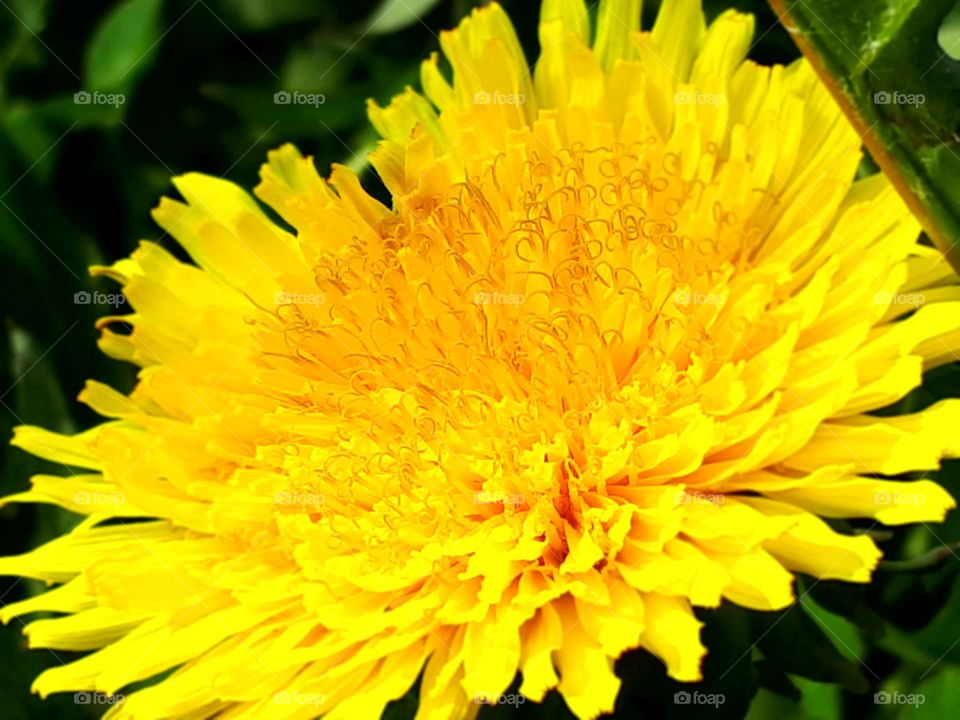Dandelion (malsačak)