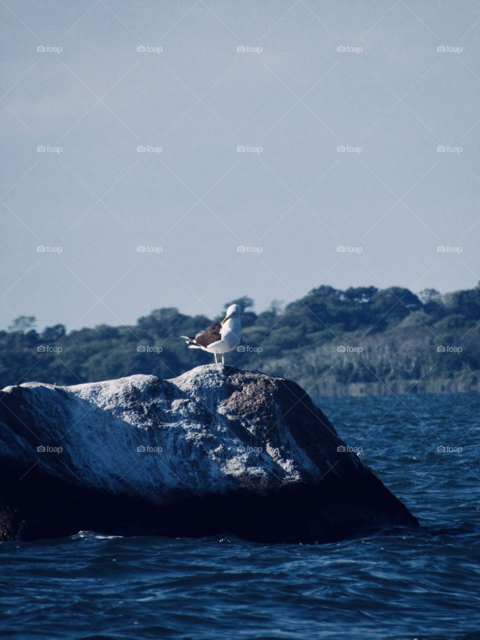 Montauk New York, Seagulls, rock, beach, sea, seabirds, 