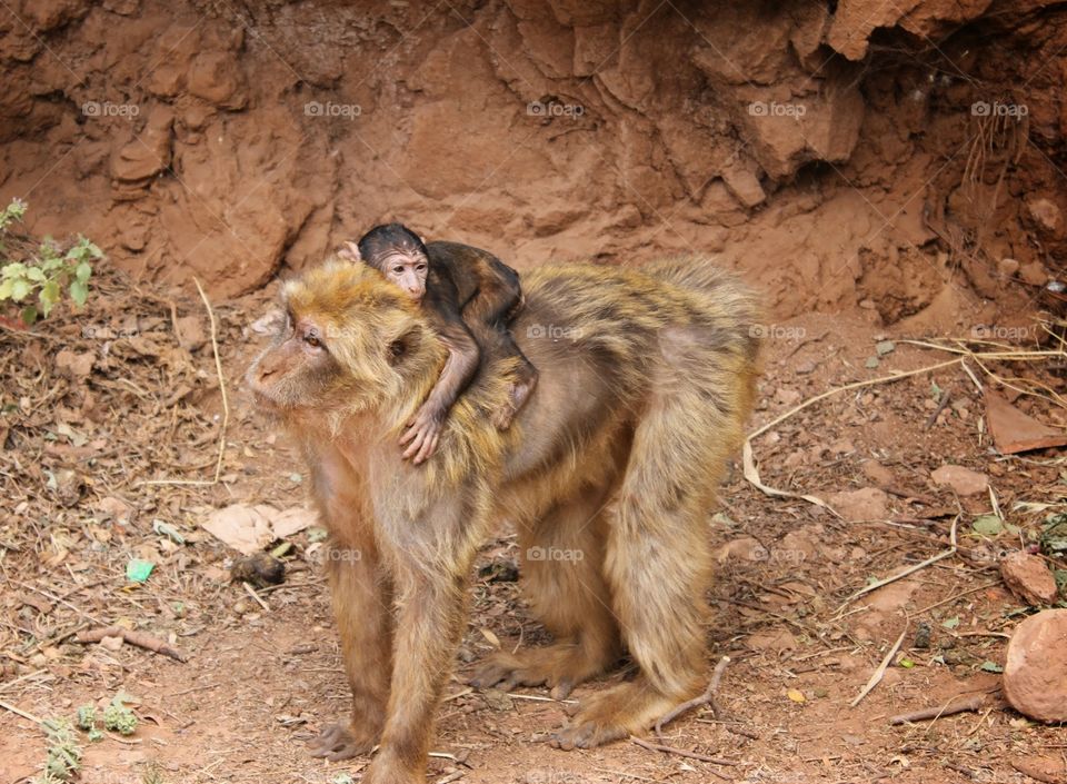 a cute picture which I made in Ouzoud. The picture describes itself