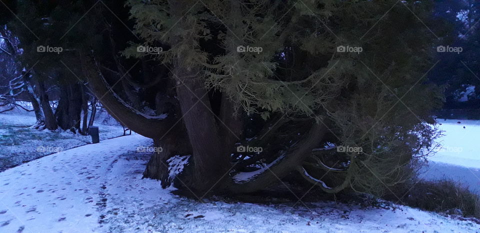 arbre au parc Barbieux