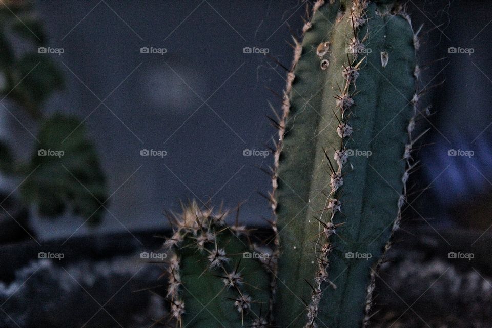 a cactus