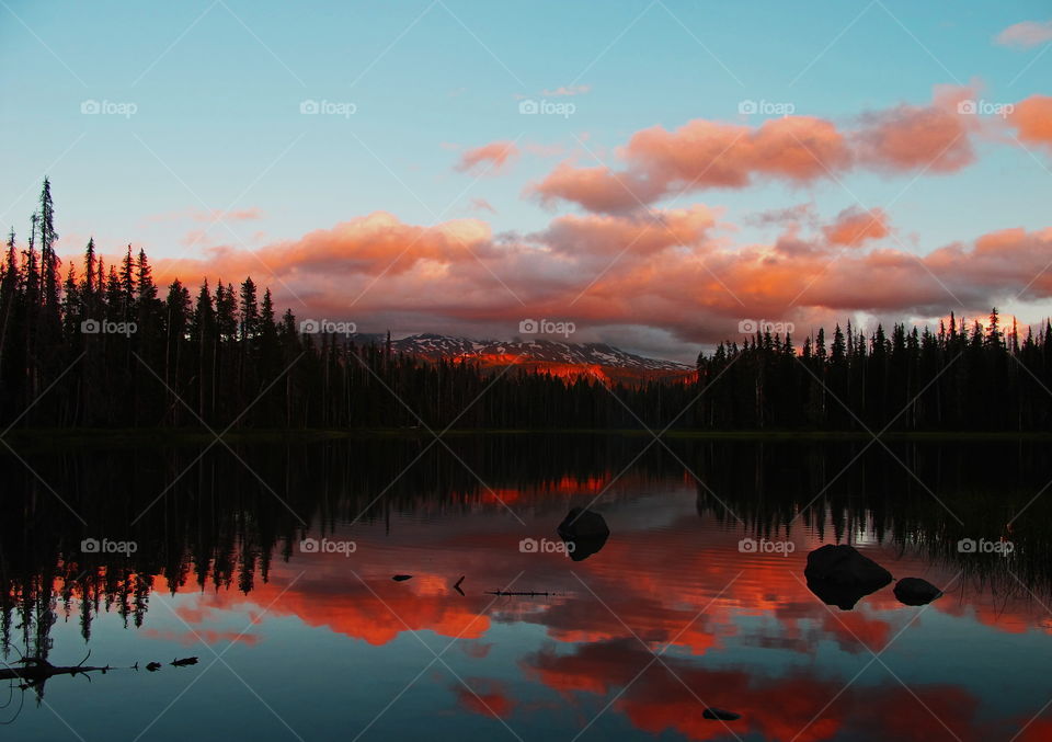 Summer vacation in the Oregon forest 