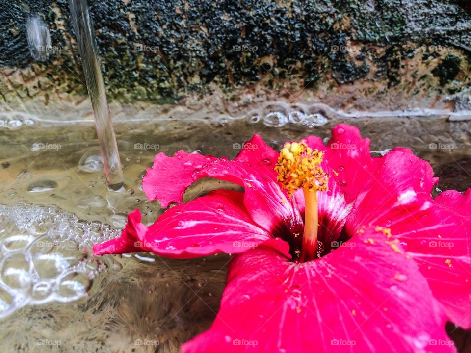 Summers in New Orleans are hot and humid, but amidst the scorching temps are beautiful blooming flowers all over the city. Found this stray hibiscus in a fountain in the garden of a b&b. 