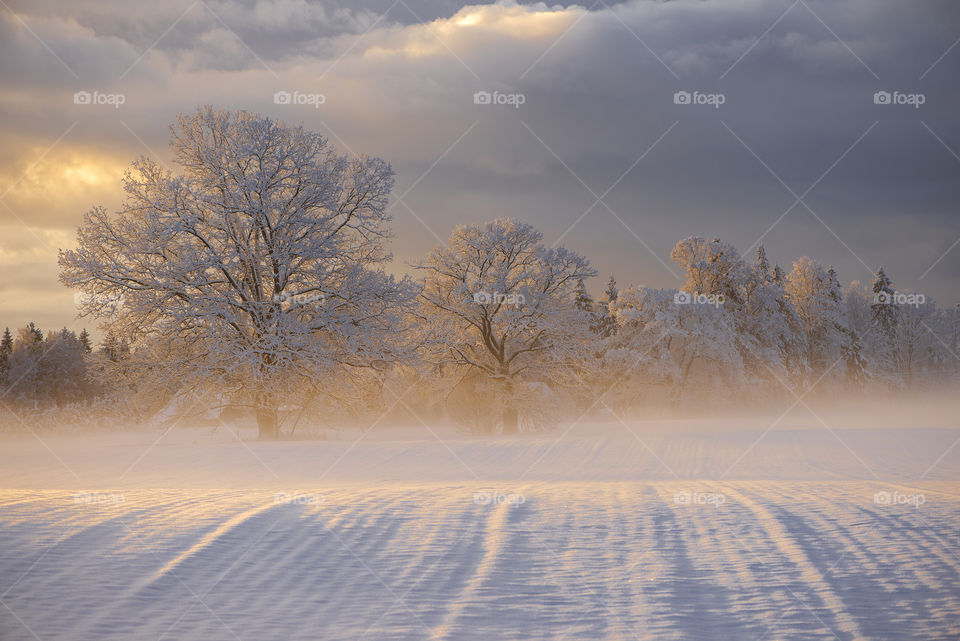 Oak trees on winter foggy field ,sunrise