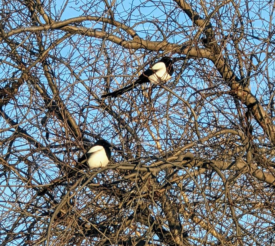 A pair of Magpies