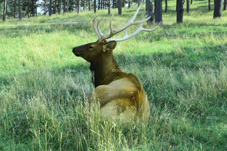 elk