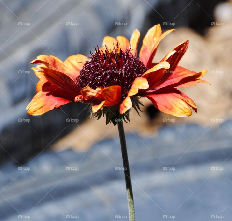 Singular Red/Yellow Flower 