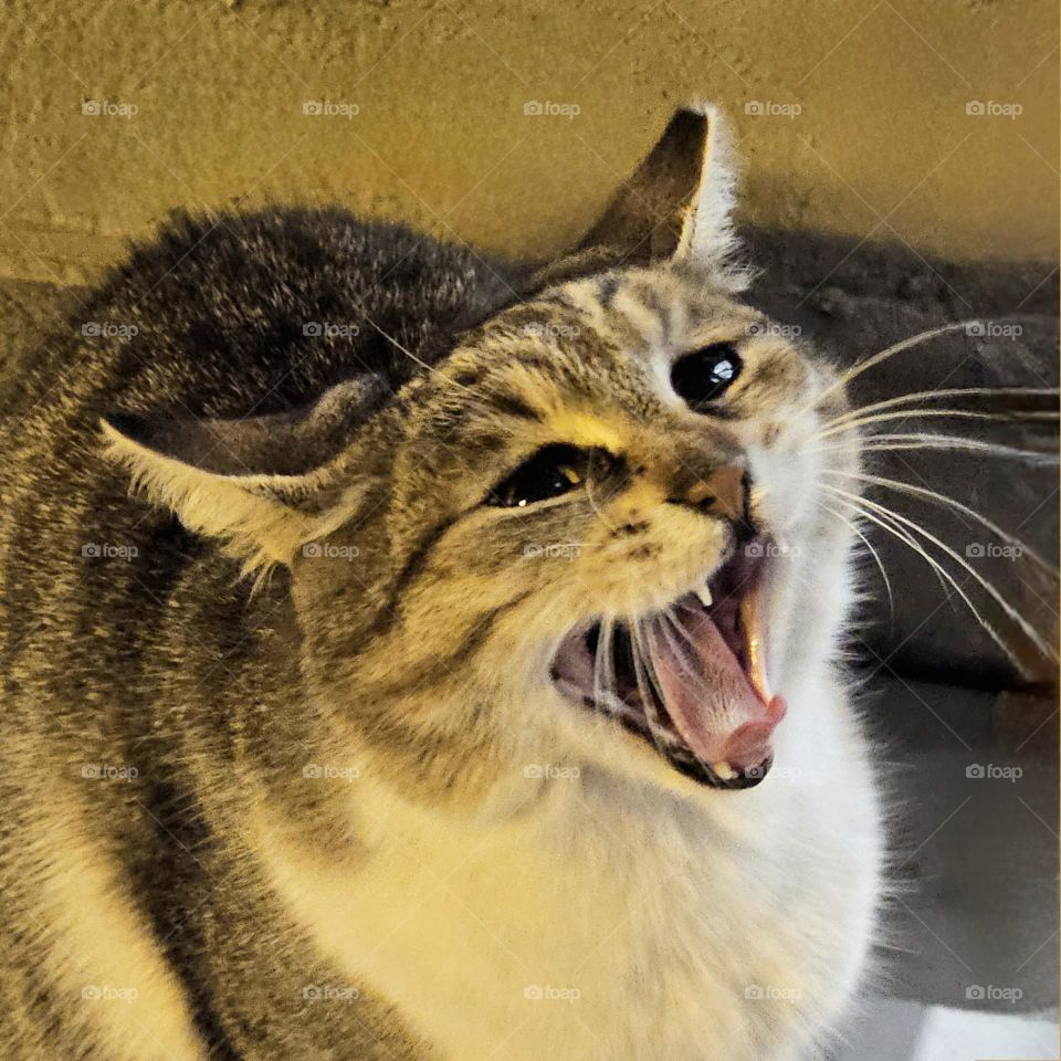 The Cat’s Sigh and Yawn in the Silent Wind