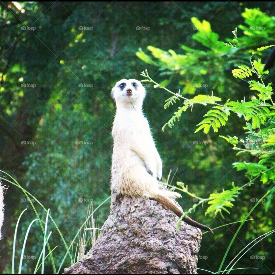 summer orlando disney meerkat by tonyalynn