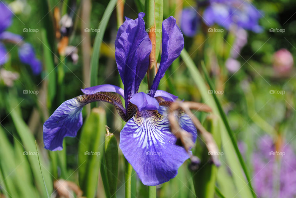 middelfart flower blomst lilje by salsa