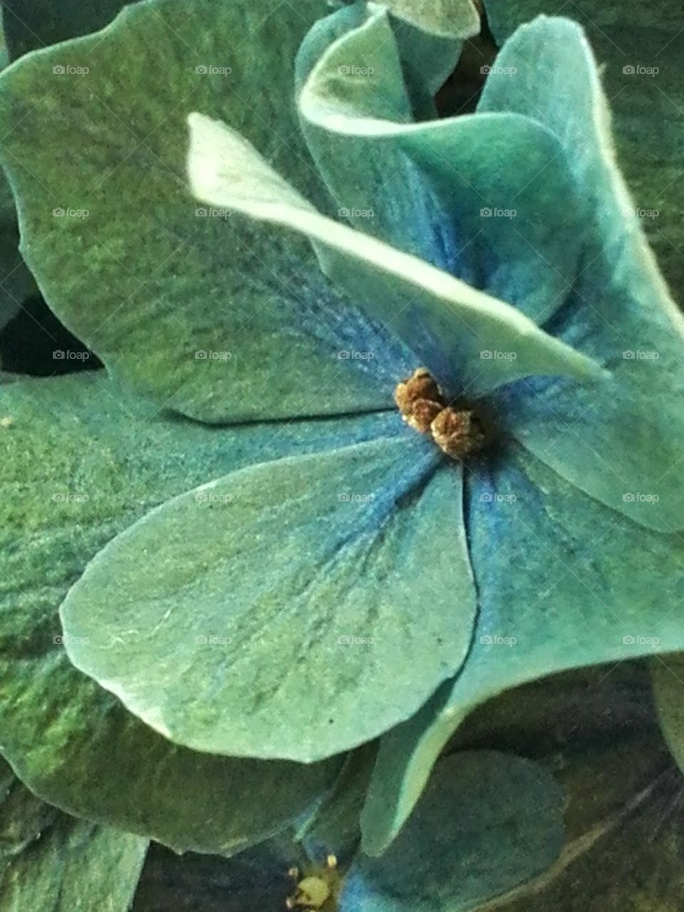 Fading hydrangia flower