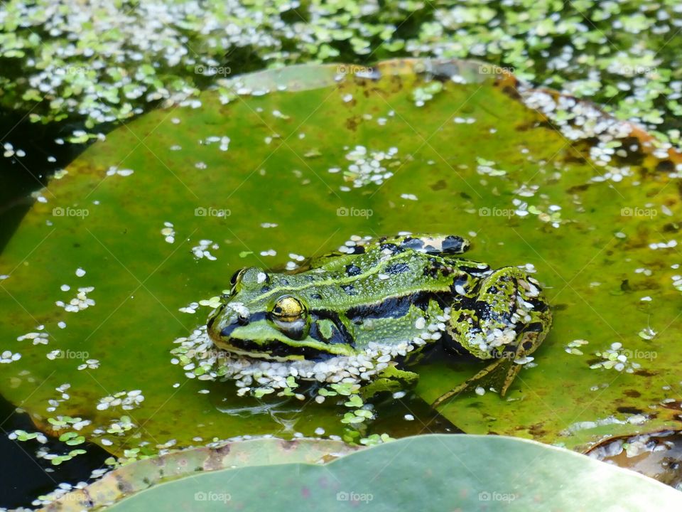frog on waterlily leaf in the pond