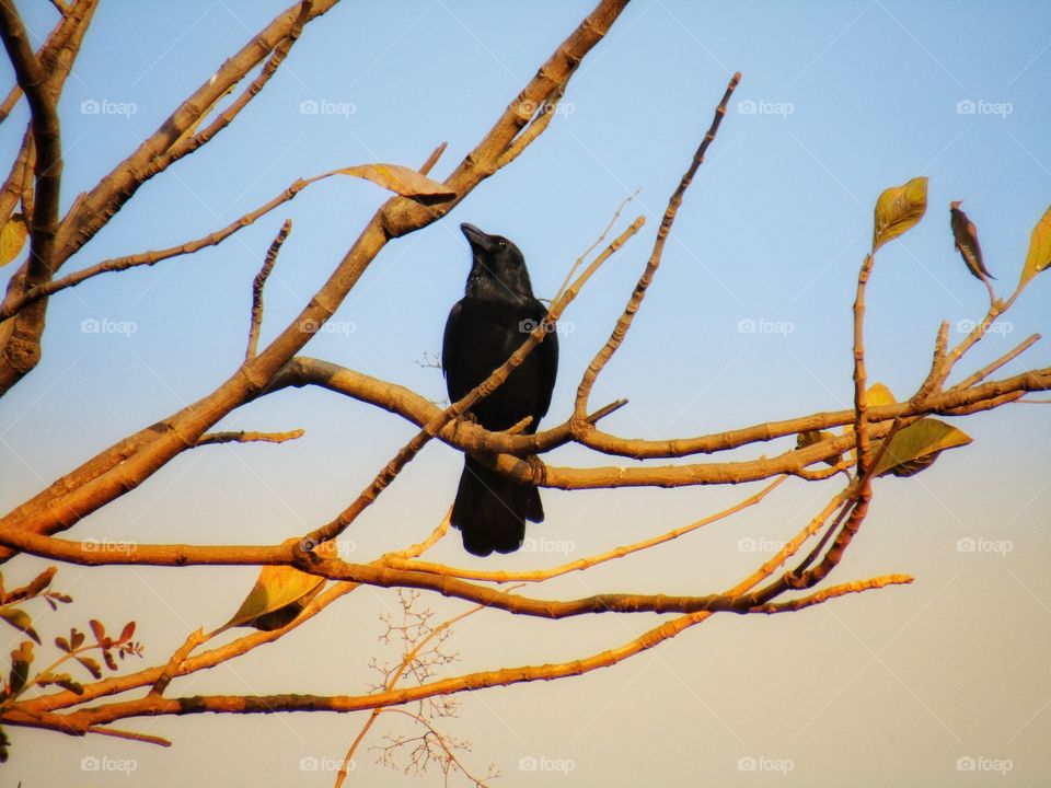 beautiful black Indian jungle crow or Corvus culminatus
