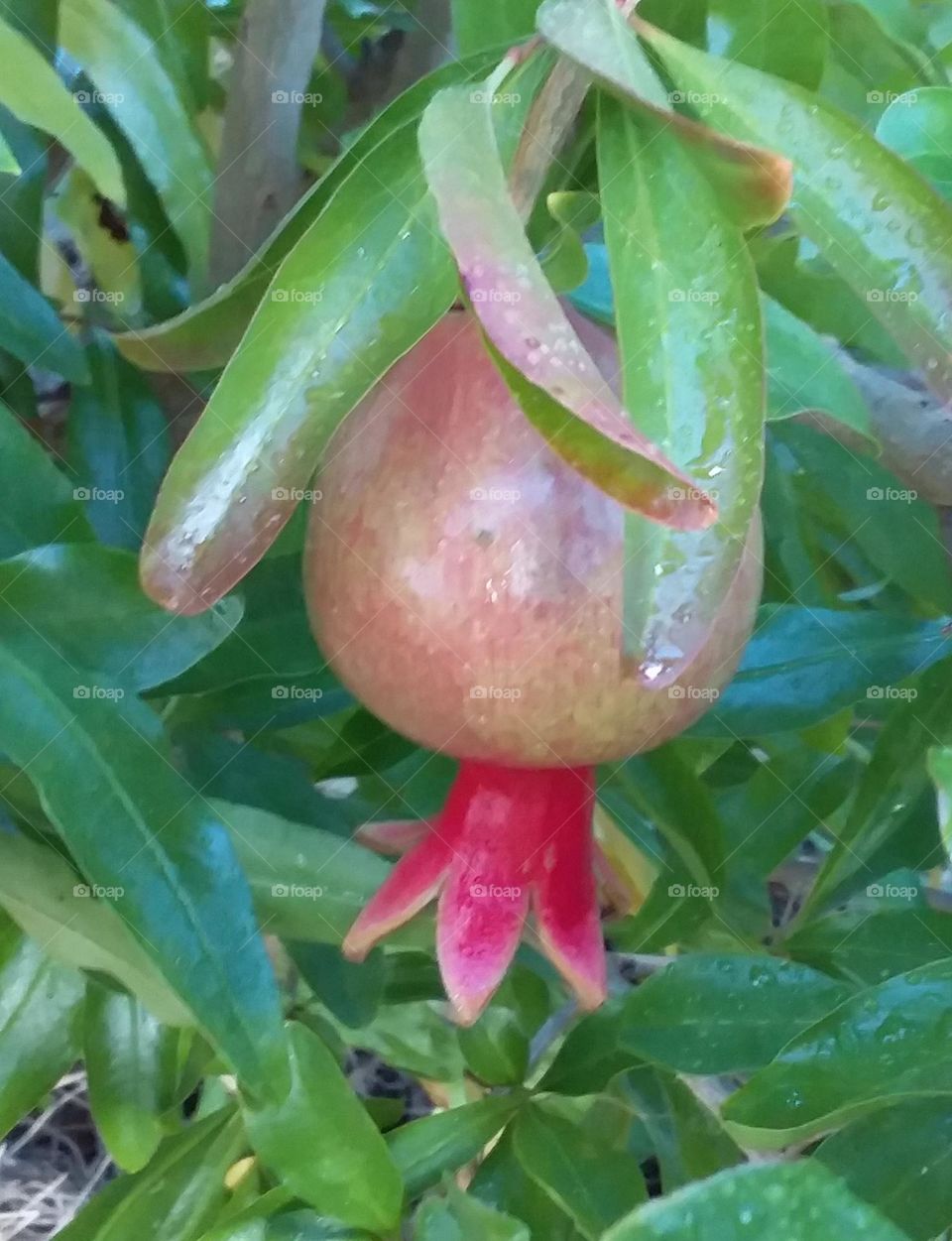 pomegranate on the bush