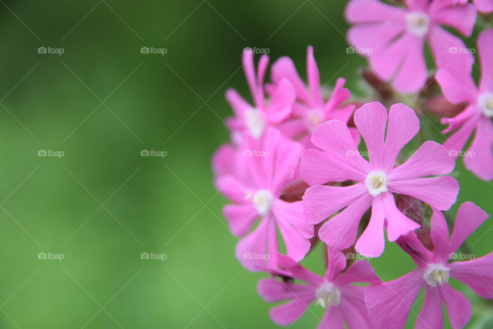 Blüten einer roten Lichtnelke