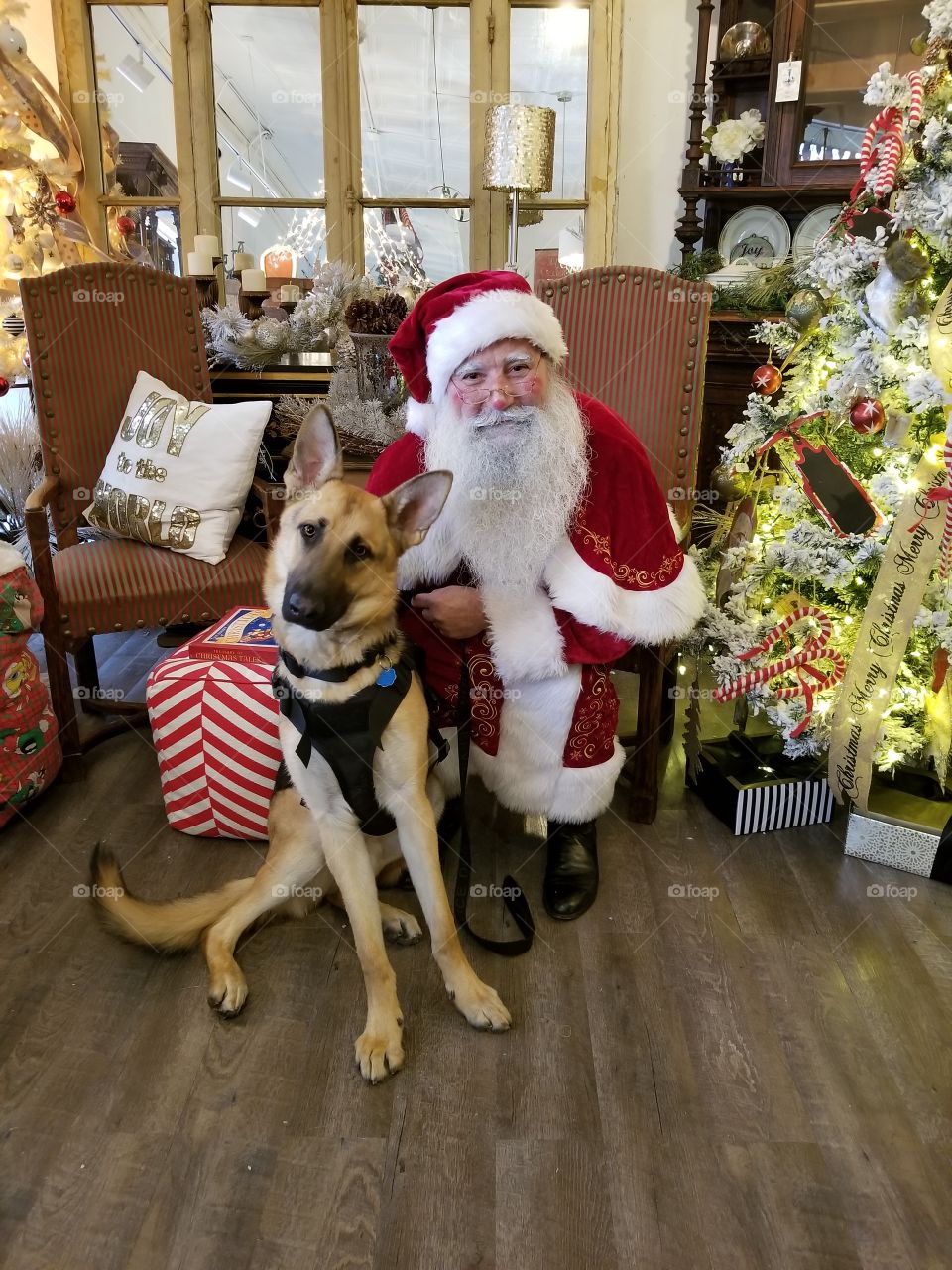 Santa & German Shepherd