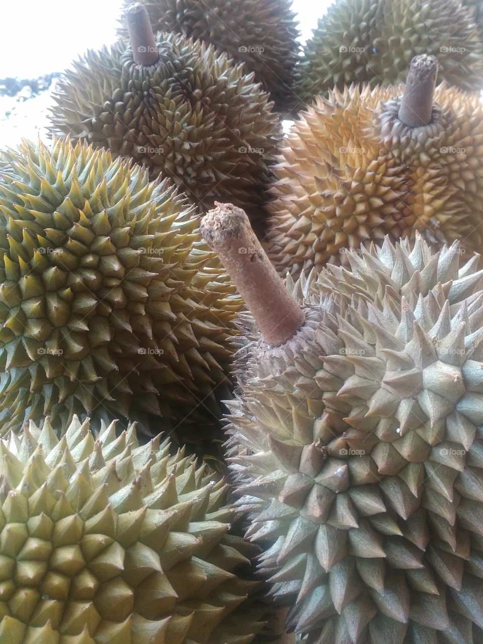 durian is one of the a delicious fruits.in Indonesia found many variety of this fruits.
