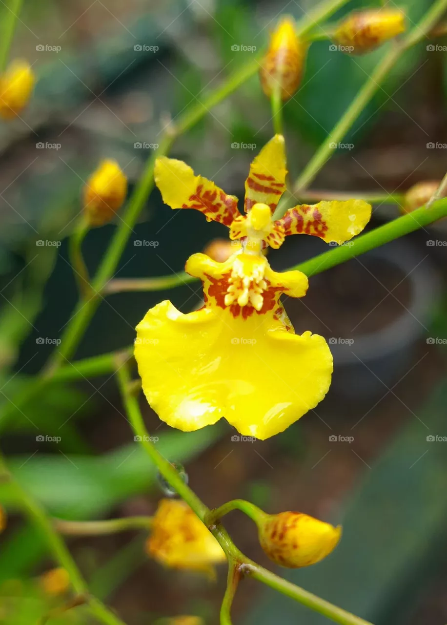 kandians dancer flower