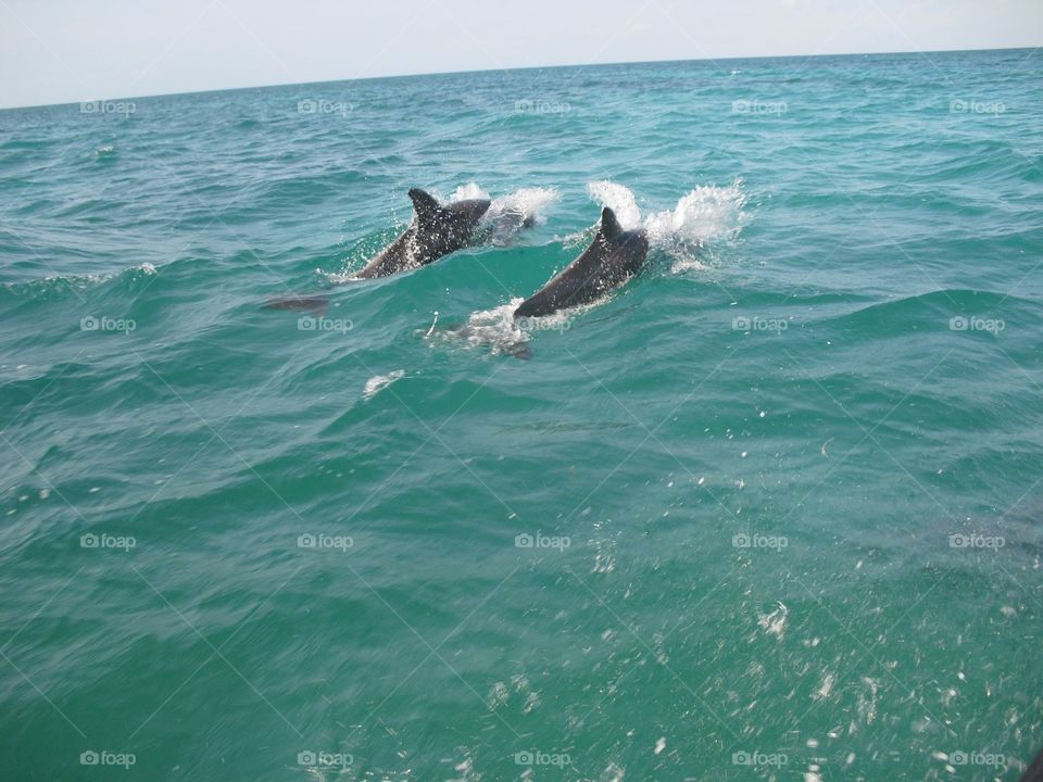 Dolphins!!