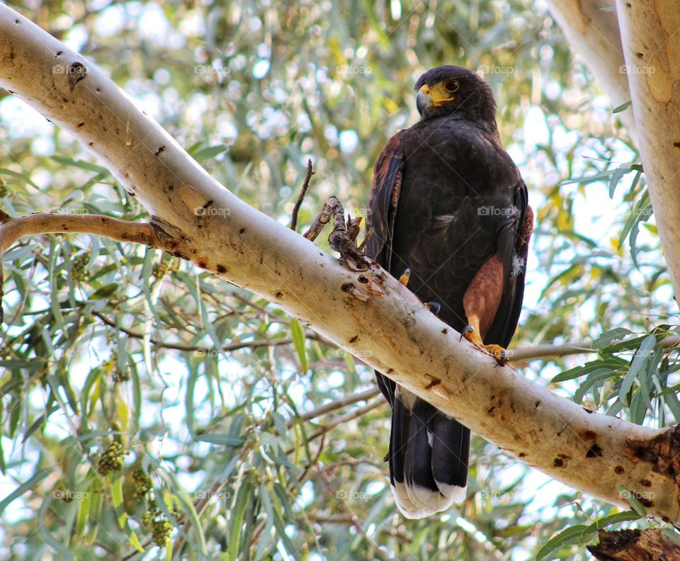 Harris's hawk on top of the tree