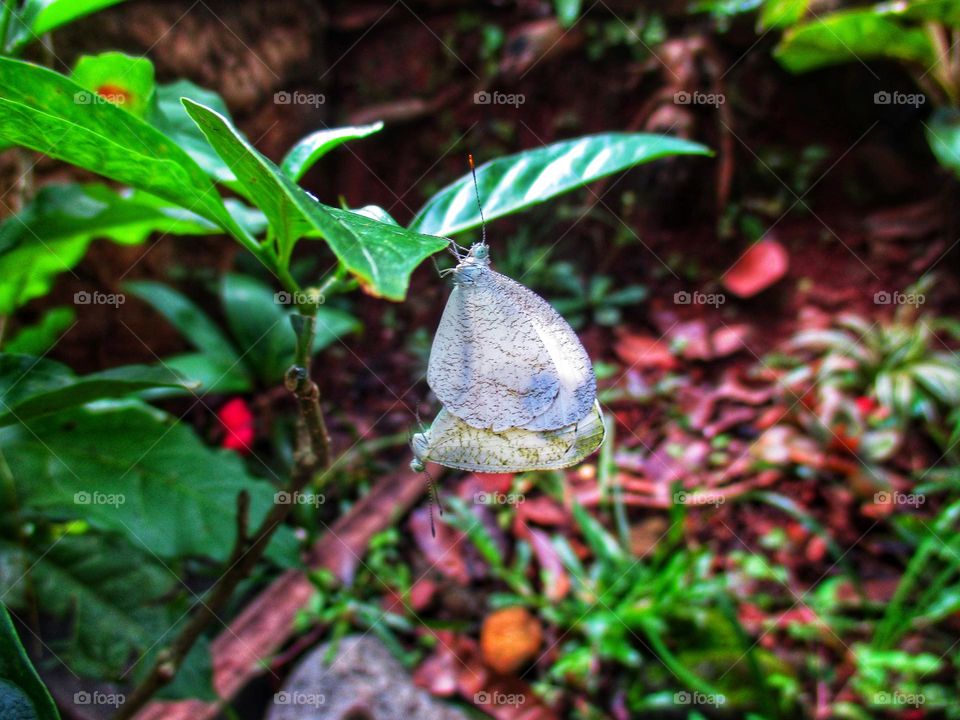 A pair of small white butterflies making love