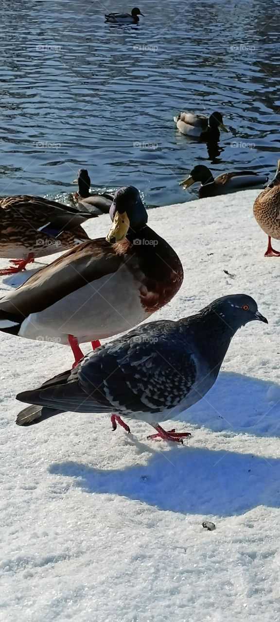 wildlife, river, snow, snow bank, wild ducks, drake, birds, pigeons, ice, snow, winter, ducks swim in the river