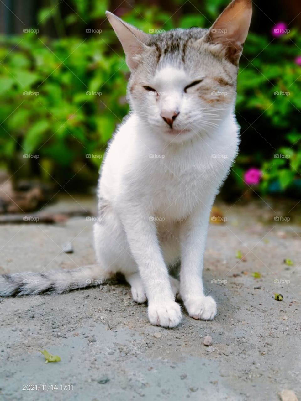 white cat sleep, siting 
beautiful small cat 
pet