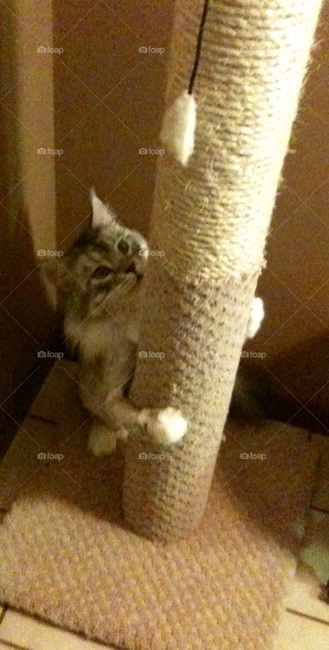 MalloyBoy and his clawing post!