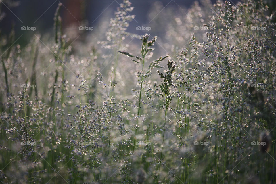 Summer sunset in the meadow