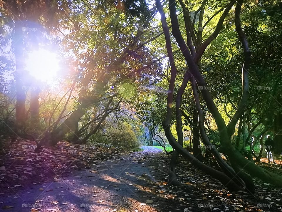 Morning walk in the park