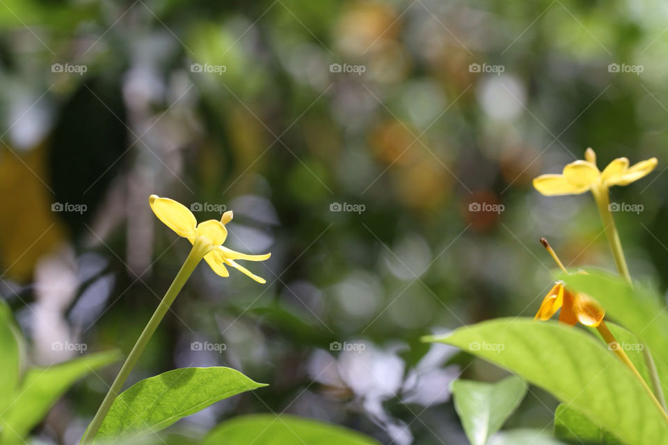 green yellow nature flower by sonchai