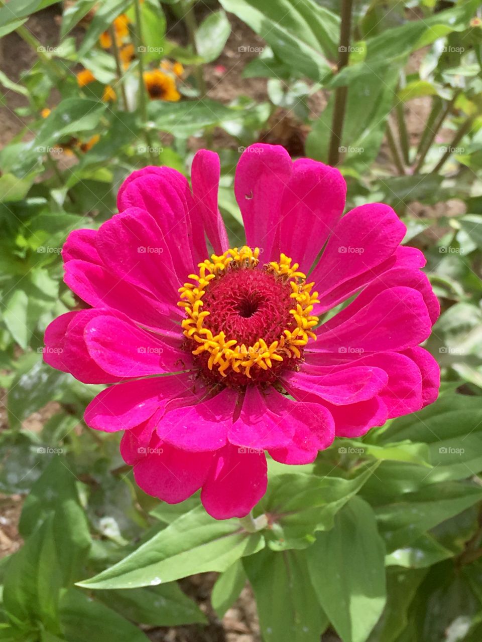 Pink flower 