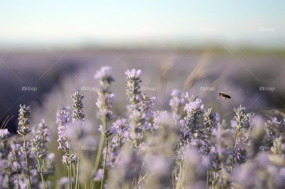 Lavender field close up