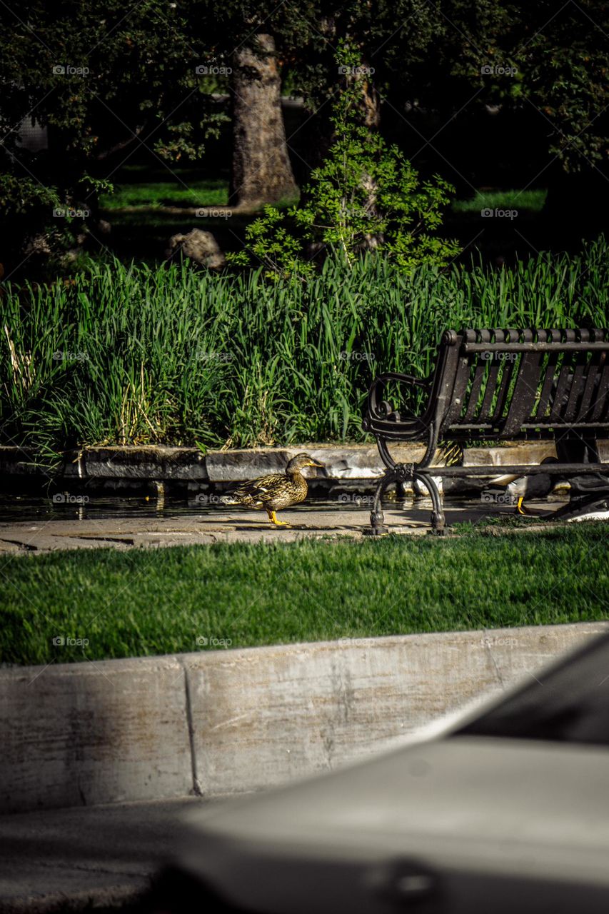 Duck using the sidewalk by the pond.