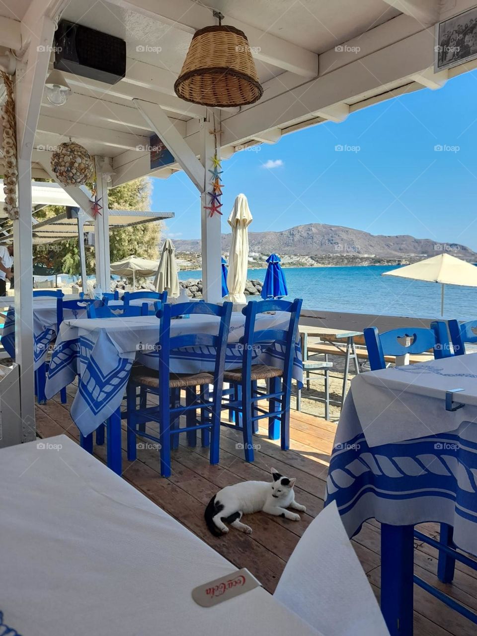greek restaurant. daytime. cat. blue chairs nature view ocean mountain