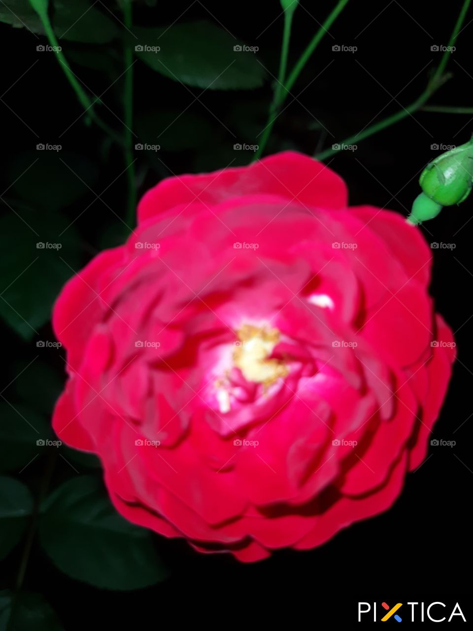 Colour red..  rose flower in the night