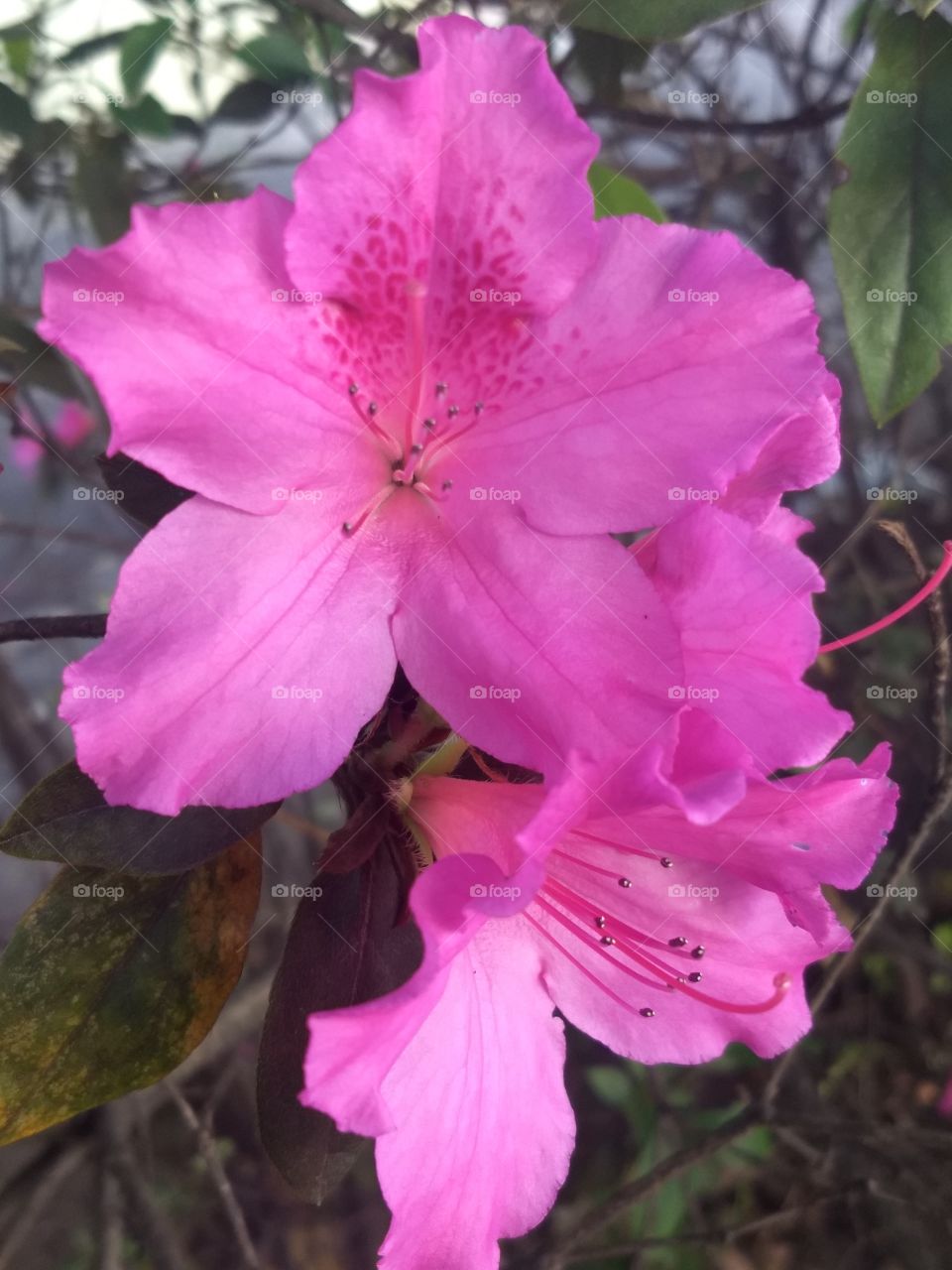 pink Flower