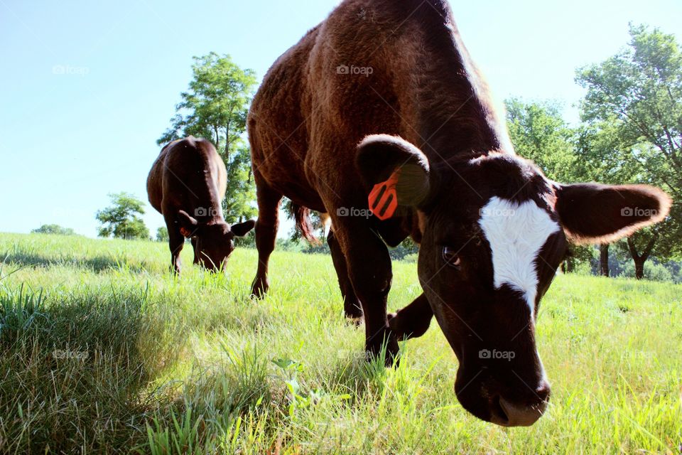 Steers in a pasture