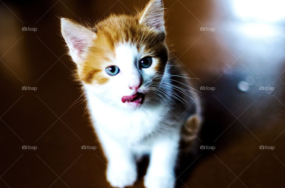 Kitten licks her lips while readying for a portrait 