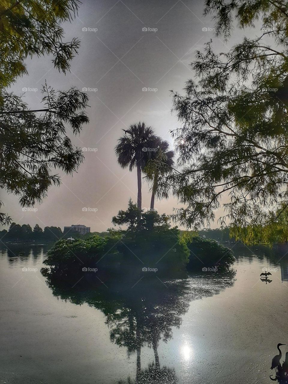 Early morning foggy landscape of Lake Eola in Orlando, Florida. There is a bird you can see in the lake. And many trees.