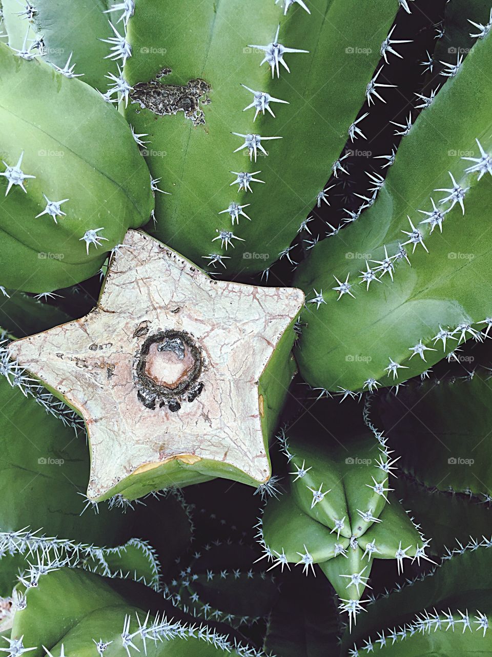 High angle view of a cactus