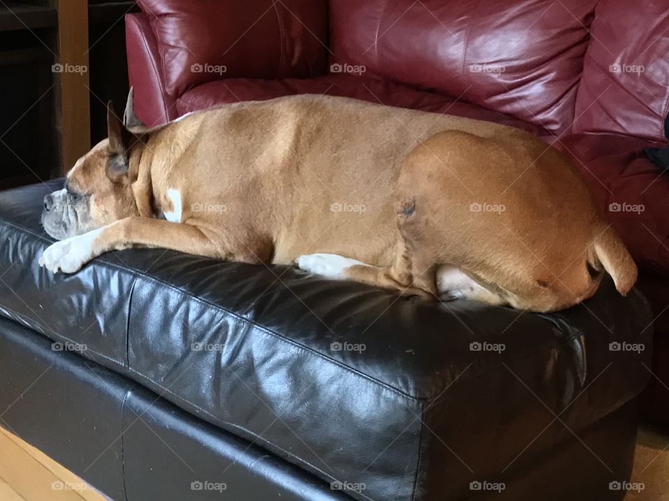 Lazy Dog Day