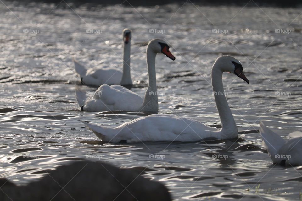 A flock of swans